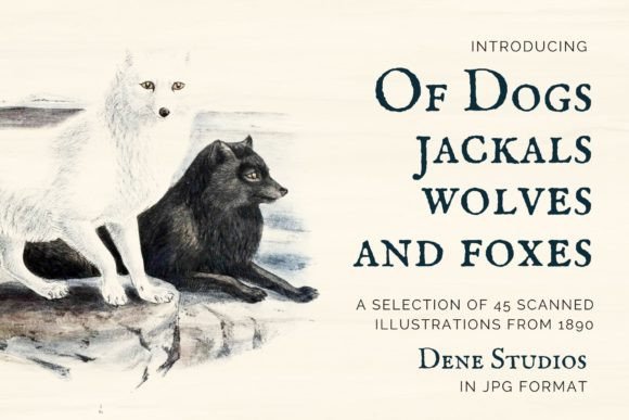 Download Of Dogs, Jackals, Wolves and Foxes - Foxes Collection
